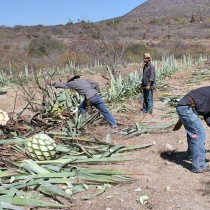 Mexiko: Krieg um die Agave