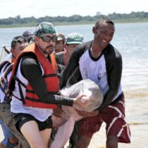 Die Botschaft der Amazonas Delfine