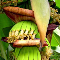 Angst in Lateinamerika vor dem Bananen-Killer